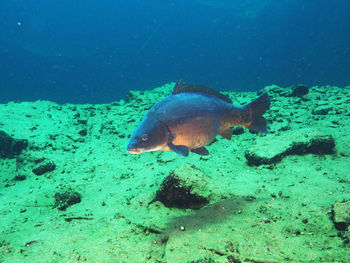 View of fish swimming in sea