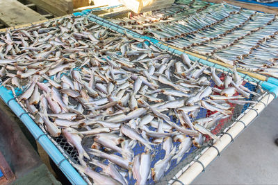 Group of sea fish dried on nets for sale to tourists in the market.