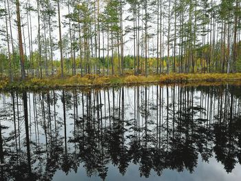 Reflection of trees in lake against sky