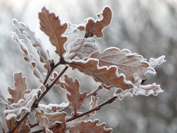 Close-up of dry leaves during winter