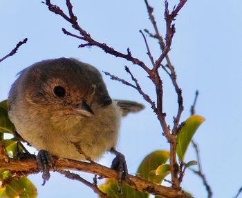 Low angle view of bird perching on branch against sky