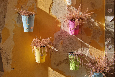 Close-up of potted plant against wall