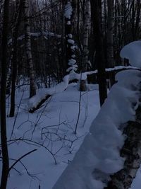 Trees on snow covered land