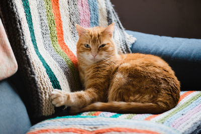 Cat sitting on sofa at home