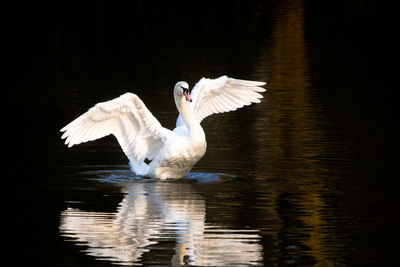 White swan swimming in lake, evening light reflection, cygnus olor