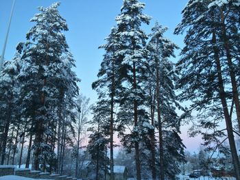 Low angle view of trees in forest during winter