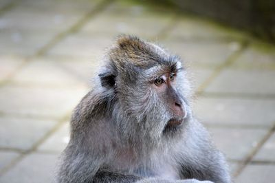 Close-up of monkey