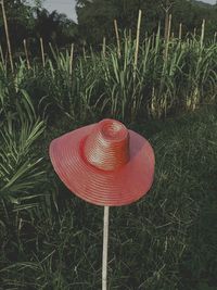 High angle view of red mushroom growing on field