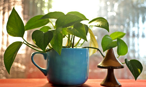 Close-up of potted plant on table