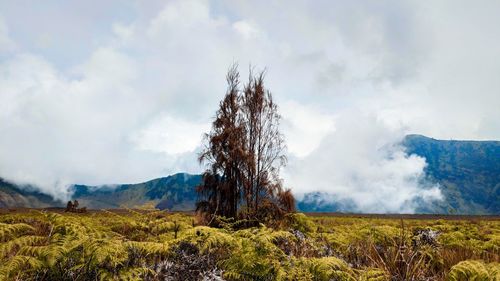 Tree on field against sky