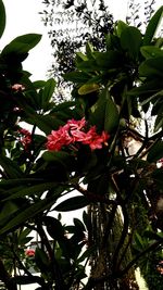 Low angle view of flowers growing on tree