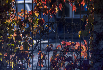 Close-up of trees during autumn