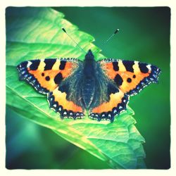 Close-up of butterfly on leaf