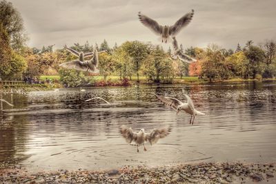 Birds flying over lake against trees