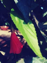 Close-up of leaves