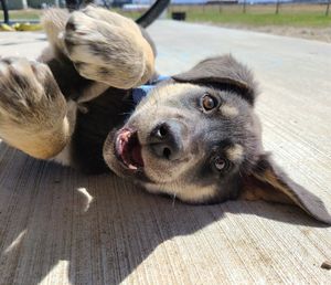 Close-up portrait of a dog