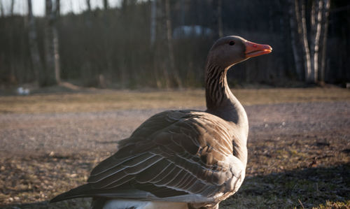 Close-up of bird on field