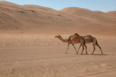 View of a horse on sand