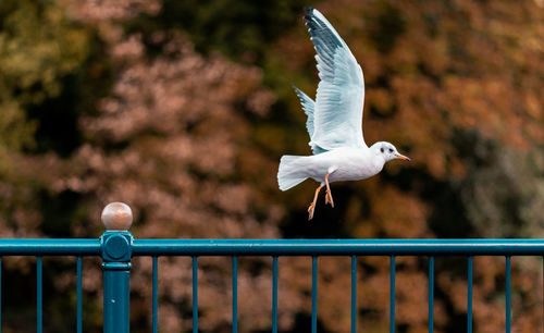 Seagull flying above a bird