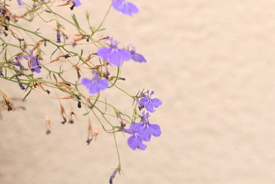 Close-up of purple flowering plant