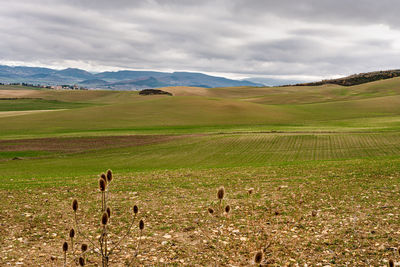 Scenic view of field against sky