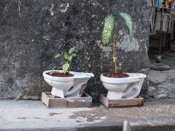 Potted plants growing on concrete wall