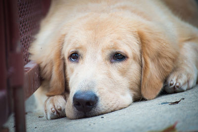 Close-up portrait of a dog