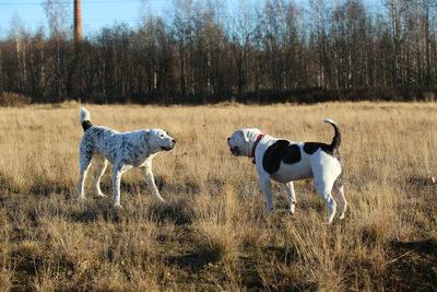 Two dogs on the land