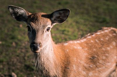 Portrait of deer on land