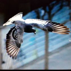 Low angle view of bird flying