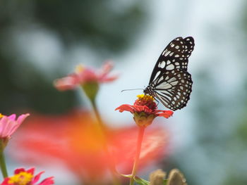 Close-up of butterfly pollinating on flower