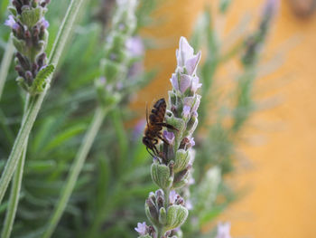 Close-up of bee pollinating on purple flower