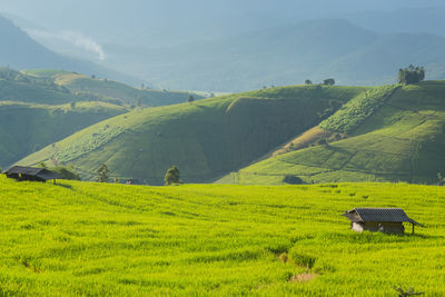 Scenic view of agricultural field against sky