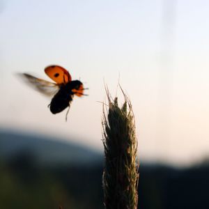 Close-up of butterfly on flower