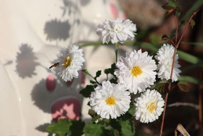 Close-up of white flowering plant