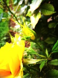 Close-up of yellow flower