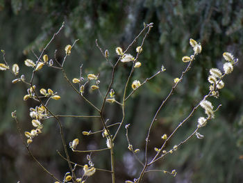 Close-up of flowering plants on land