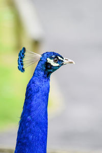 Close-up of peacock