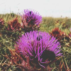 Close-up of thistle blooming in field