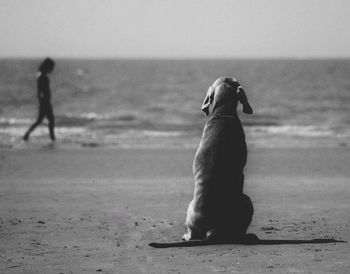 View of a bird on beach