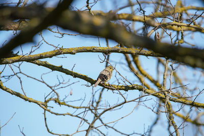 Low angle view of bird perching on tree