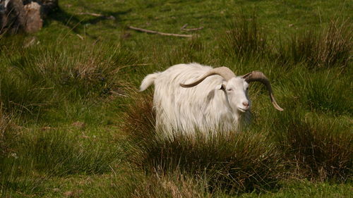 Scenic view of old white goat standing on uncultivated grassland