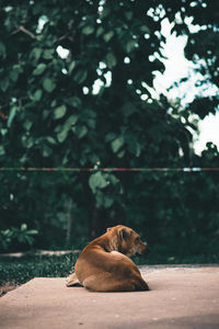 Dog relaxing on a tree