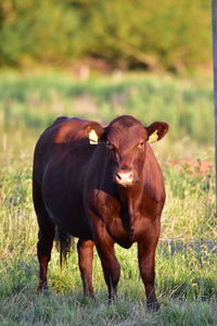 Portrait of cow standing in field