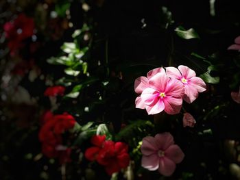 Close-up of pink flowering plants