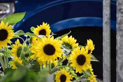 Close-up of yellow flowering plants