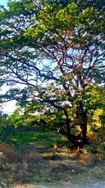 Trees growing on field in forest