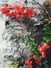 Close-up of red flowers