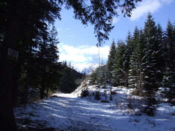 Pine trees on snowcapped mountains against sky