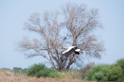 Bird flying over bare trees